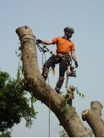 Арбористика 