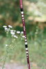 Треккинговые палки Tribe Z-Pole Alu T-ME-0024-plum
